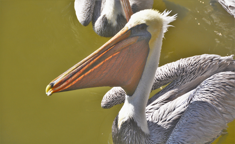 pelican